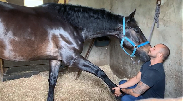 Conheça as aplicações da medicina integrativa para os cavalos de esporte