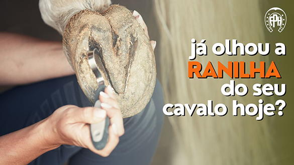 Como está a ranilha do seu cavalo?